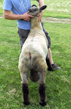 Junk Family/Gray's Club Lambs // Sires