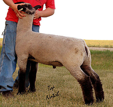 Junk Family/Gray's Club Lambs // Sires